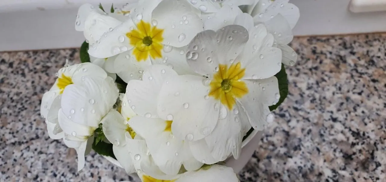 דירות פולה Daisy קרואטיה